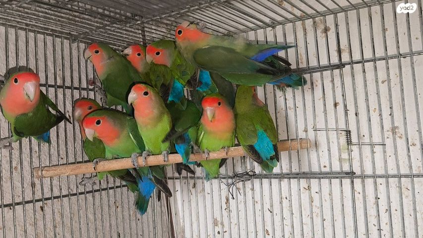 תמונת מודעה - חיות מחמד