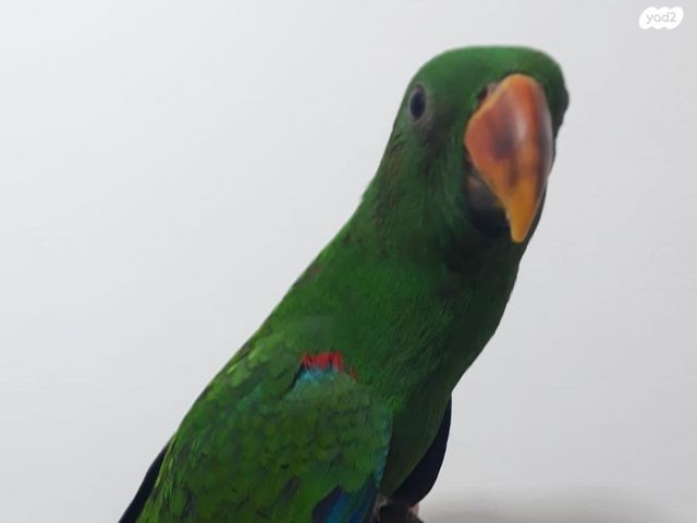 תמונת מודעה - חיות מחמד