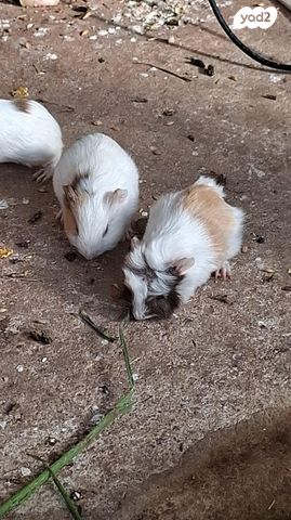 תמונת מודעה - חיות מחמד