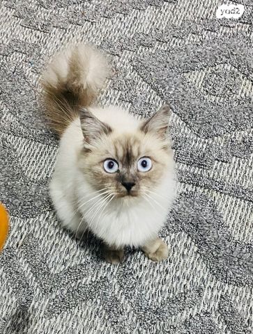 תמונת מודעה - חיות מחמד