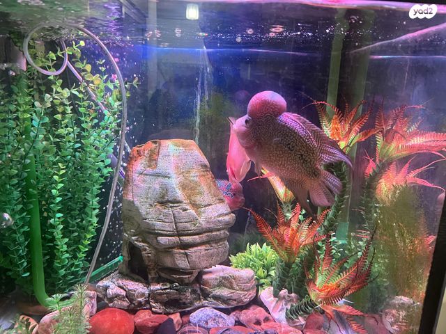 תמונת מודעה - חיות מחמד