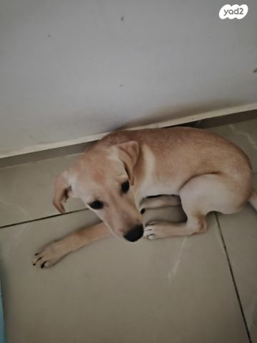 תמונת מודעה - חיות מחמד