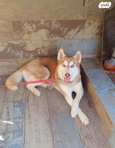 תמונת מודעה - חיות מחמד