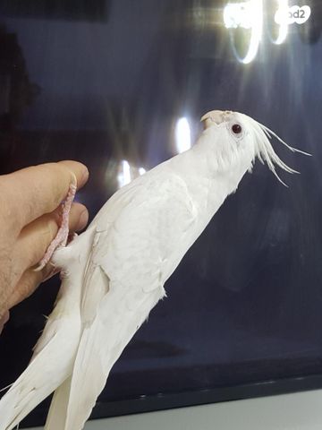 תמונת מודעה - חיות מחמד