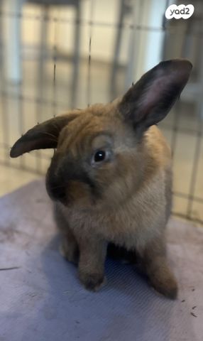 תמונת מודעה - חיות מחמד