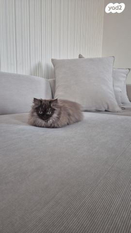 תמונת מודעה - חיות מחמד