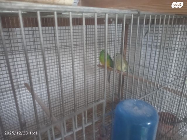 תמונת מודעה - חיות מחמד