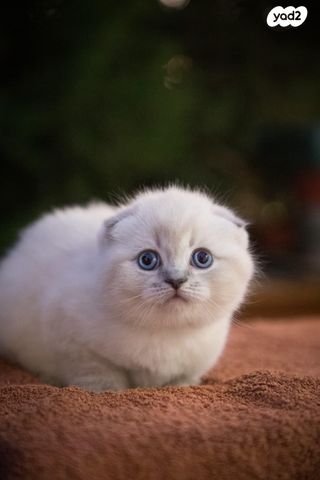 תמונת מודעה - חיות מחמד