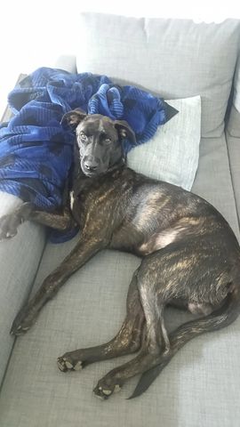 תמונת מודעה - חיות מחמד