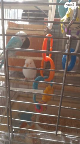 תמונת מודעה - חיות מחמד