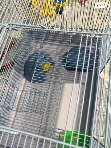 אביזרים | כלוב