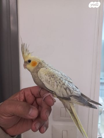 תמונת מודעה - חיות מחמד