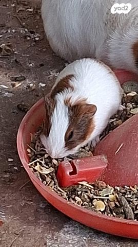 מכרסם שרקן \ קביה