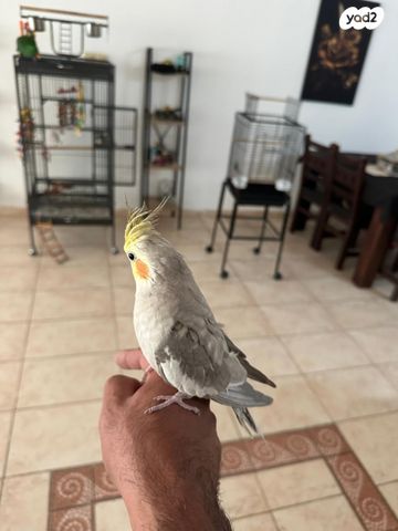 תוכי קוקוטייל