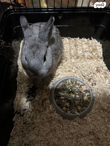 מכרסם ארנב ננסי