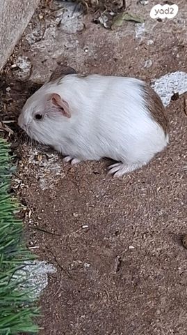 מכרסם שרקן \ קביה