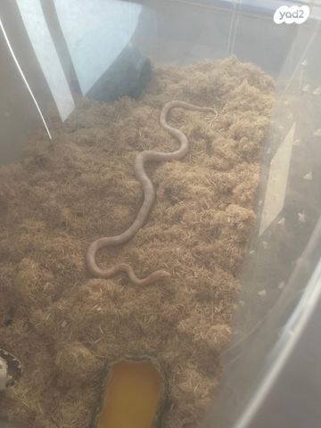 זוחל כרכן תירס