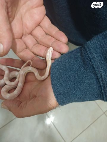 זוחל כרכן תירס