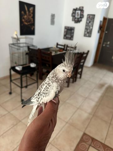 תוכי קוקוטייל