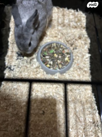 מכרסם ארנב ננסי