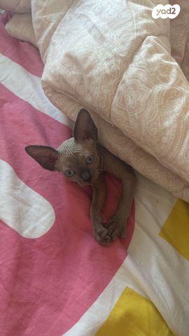 חתול ספינקס