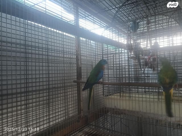 תוכי פרקיטים אוסטרלים