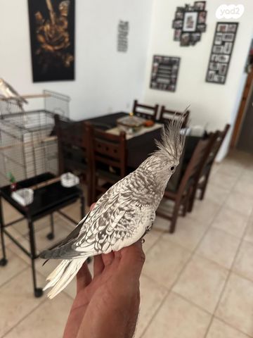 תוכי קוקוטייל