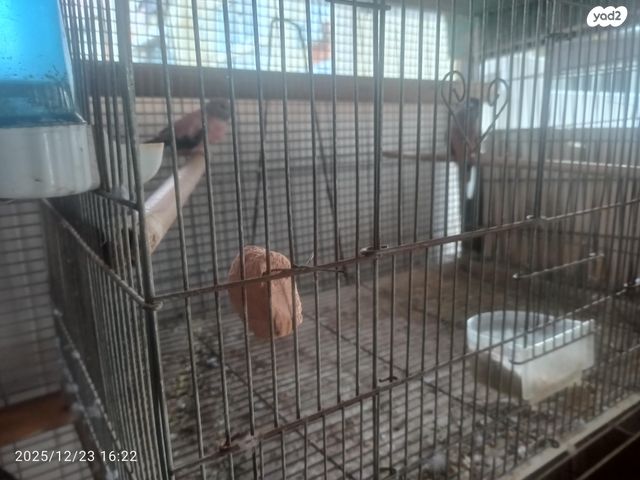 תוכי פרקיטים אוסטרלים