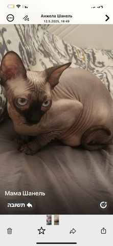 חתול ספינקס