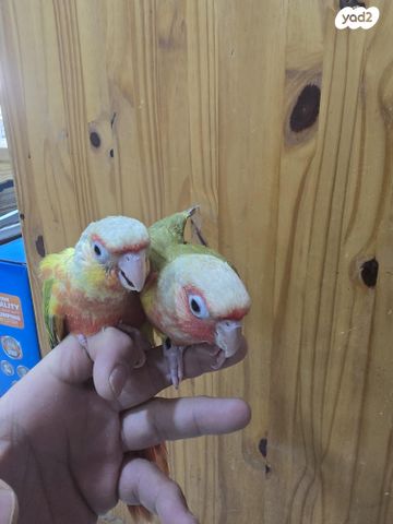 תוכי קוקוטייל