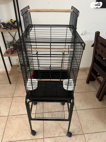 תוכי קוקוטייל