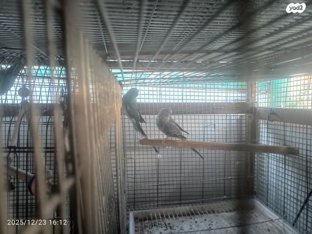 תוכי פרקיטים אוסטרלים