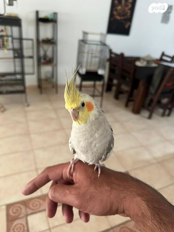 תוכי קוקוטייל