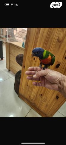 תוכי קוקוטייל