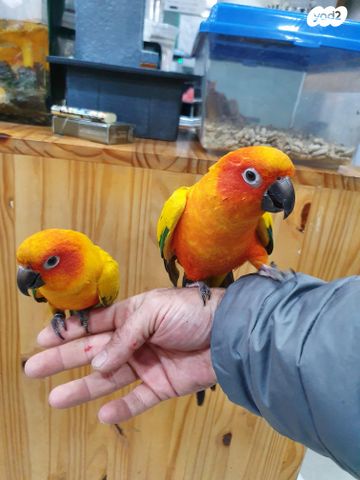 תוכי קוקוטייל