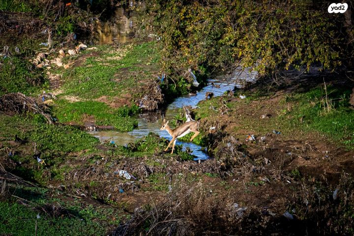 דופלקס, חוזה סן מרטין 1, קטמונים, ירושלים