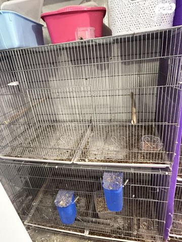 תמונת מודעה - חיות מחמד