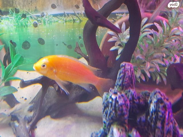 תמונת מודעה - חיות מחמד