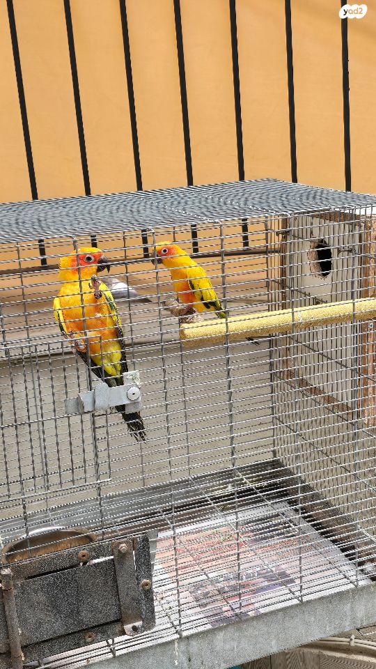 תמונת מודעה - חיות מחמד