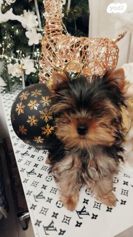 תמונת מודעה - חיות מחמד