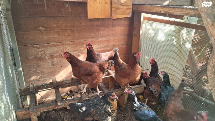 תמונת מודעה - חיות מחמד