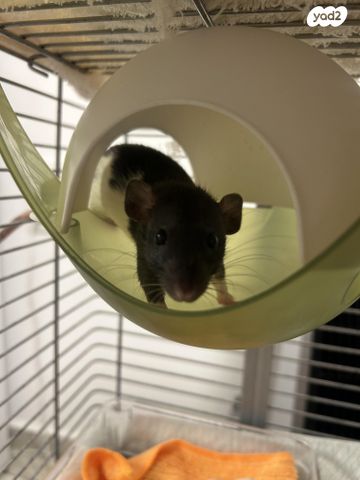 תמונת מודעה - חיות מחמד