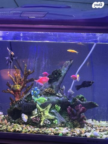 תמונת מודעה - חיות מחמד