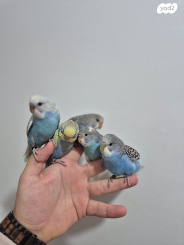 תמונת מודעה - חיות מחמד