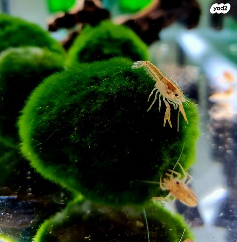 תמונת מודעה - חיות מחמד