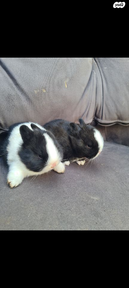 תמונת מודעה - חיות מחמד