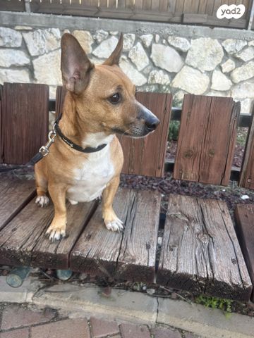 תמונת מודעה - חיות מחמד