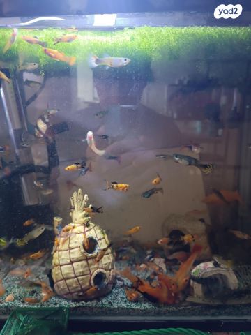 תמונת מודעה - חיות מחמד