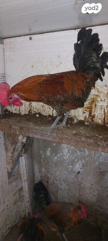 תמונת מודעה - חיות מחמד