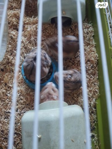 תמונת מודעה - חיות מחמד